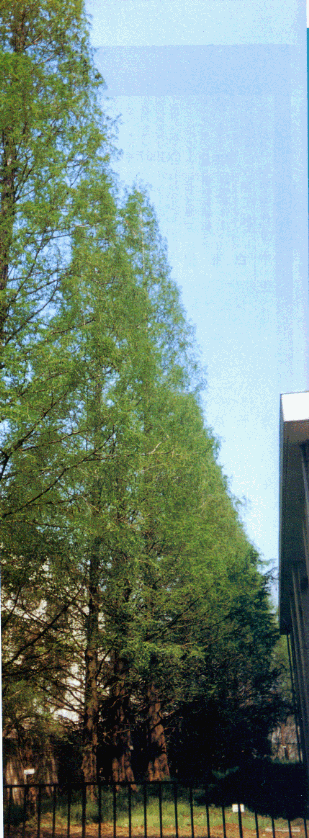 図1.早春のあけぼの杉。近畿大学原子力研究所敷地内。3本目のあけぼの杉は1991年の豆台風で上半が折れた